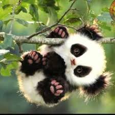 .a panda bear coloring love a panda bearcoloring sleep a panda bear coloring stand a planet earth panda babies seated bear cute panda giant top 10 panda bear coloring pages for kids: 43 Best Panda Coloring Pages Ideas Panda Coloring Pages Coloring Pages Coloring Books