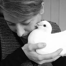 Meet zazu, a pigeon dove for adoption, at great lakes pigeon rescue in chicago, il on petfinder. Reports On Save The Lives Of Domestic Pigeons Doves Globalgiving