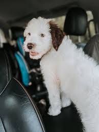 Five weeks ago today we visited MACC to "just look" and as you've probably  already guessed, we ended up adopting. When they brought Steve out, it was  over. We couldn't leave him