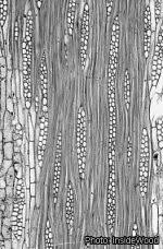 Image result for Amblygonocarpus