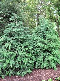 Pin By Diana Mercado On Bible Plants Trees Gem Music Inst Evergreen Landscape Evergreen Plants Conifers Garden