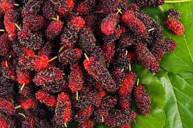 E' davvero una bella soddisfazione preparare una marmellata fatta in casa e se avete deciso di cimentarvi in questa impresa, approfittate della quantità di arance di questo periodo. Marmellata Di More Di Gelso La Ricetta Casalinga Per Prepararla