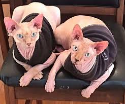 Before you rush into adopting a cat, do realise that having a pet is a big responsibility. Los Angeles Ca Sphynx Meet Loki Larue A Pet For Adoption