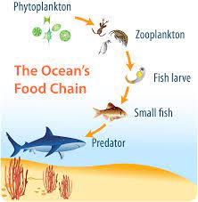 Phytoplankton In The Oceanic Food Chain Bing Images Ocean Food Web Food Chain Food Web