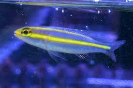 プリンセス モノクル ブリーム