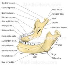 The face has thick, elastic and incredibly vascular skin. Facial Bones Human Anatomy Organs Dental Anatomy Facial Bones Anatomy Bones