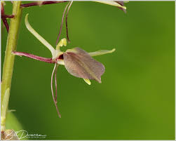 Image result for Liparis bowkeri