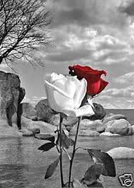 Black And White Background Landscape Black White Landscape Background With A Red Rose And A White Rose Black And White Landscape Black And White Pictures Scenery Background