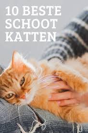 Pin Op Katten En Kittens