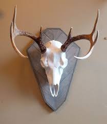 Weathered Grey Harvest Plaques Shown With European Skull Mount European Mount Antlers Decor Deer Skull Mount