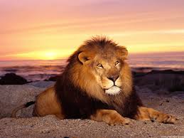 The lion king also has a successful cgi version that was released in 2019. 48 Wallpapers King On Wallpapersafari
