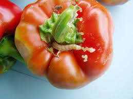 At apollo clinic, we understand how worm infestations can hamper your child's health. Tomato Fruitworm Corn Earworm