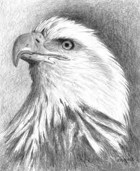 Bald Eagle Black And White Drawing Bald Eagle Art Print By Arline Wagner Eagle Art Eagle Drawing Bald Eagle Art