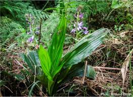 Image result for Calanthe
