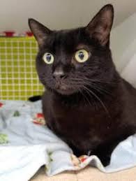 Adoptions or lost pet reports? Black Cat Adoption Live Theatre Spotlighters Theatre Baltimore Md