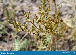 Image result for Santalaceae