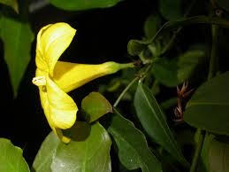 Image result for Gelsemiaceae
