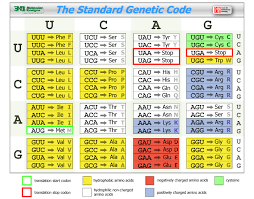Consequently, they are fundamental components of our bodies and vital for physiological some dna binding proteins contain regions in which leucines are arranged in configurations called leucine zippers. Science Olympiad Protein Modeling Event The Molecular Story Of Xiap