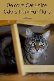 How To Remove Cat Urine From Your Bed Catvills In 2020 Cat Urine Cat Urine Remover Cat Spray