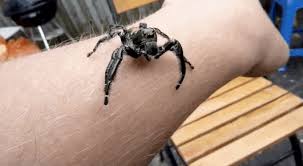 19 Reasons Why Arachnophobes Should Give Australia A Miss Spider Scary Bugs Spiders In Australia