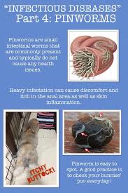 Image result for Pinworm