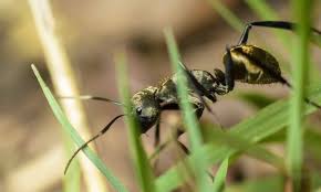 6 natural remedies to get rid of ants in your lawn. How To Get Rid Of Ants In Your Lawn How To Kill Ants Myhometurf