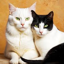 Two Cats White and Black Snuggled Together