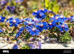 Image result for Lysimachia monelli