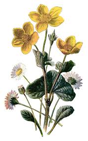 Marsh Marigold And Daisy Botanical Illustration Flower Illustration Botanical Art