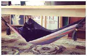 See more ideas about cat bed, cats, kitty. No Sew Magic Fabric Cat Hammock Diy Tutorial Fabric Art Diy