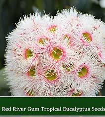 Image result for Eucalyptus camaldulensis