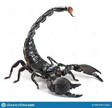 Photo About Emperor Scorpion Pandinus Imperator 1 Year Old In Front Of White Background Image Of Square Isolated Scorpion Scorpion Tattoo Scorpio Tattoo