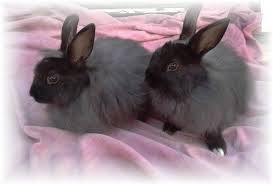 Gumtree South Africa Gumtreesa Gumtree South Africa Animals Angora Rabbit