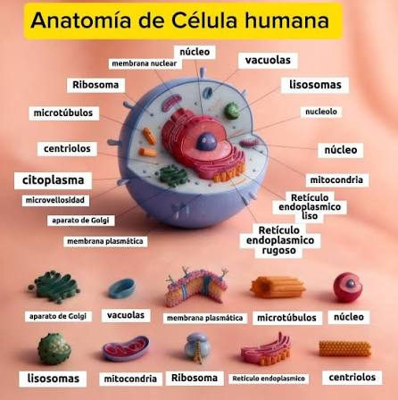 Organelos más importantes de las células