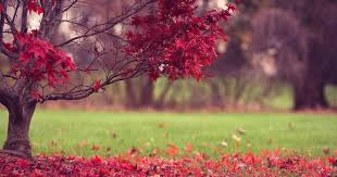Find the best flower wallpaper for desktop on wallpapertag. Nature Desktop Wallpaper Hd 3d Full Screen Free Download