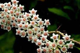 Super Rare Hoya Nummularioides Etsy Pretty Plants Fragrant Plant Beautiful Blooms