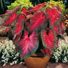 Caladium Bulbs Red Flash Spring Bulbs From American Meadows Bulb Flowers Plants Red Perennials