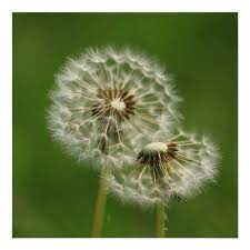 Dandelion Puff Print Zazzle Com In 2020 Dandelion Puffs Dandelion Art Dandelion