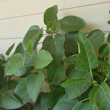 Image result for Ficus fischeri