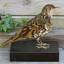 Image result for トラツグミ