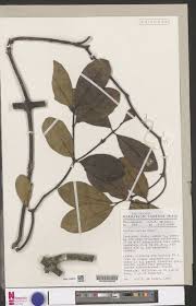 Image result for Leptactina involucrata