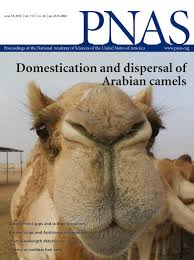 First described by aristotle, the dromedary was given its binomial name by carl linnaeus in 1758. Table Of Contents June 14 2016 113 24 Pnas