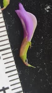 Image result for Astragalus atropilosulus