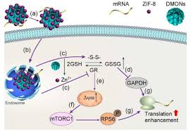 Converts sequences from dna to rna and from this to protein. Confined Growth Of Zif 8 In Organosilica Nanoparticles To Regulate Mrna Translation Eurekalert Science News