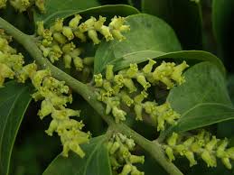 Image result for Pentarhopalopilia