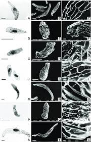 Image result for Rhipidoglossum ovale