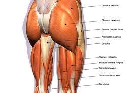 The human back extends from the buttocks to the posterior portion of the neck and shoulders. Hip Muscles The Definitive Guide Biology Dictionary