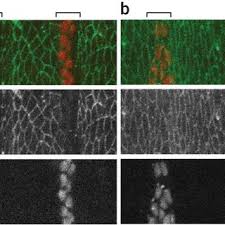 We did not find results for: Pdf Fluorescent Fusion Protein Knockout Mediated By Anti Gfp Nanobody