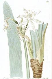 Image result for Barleria crossandriformis