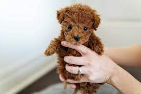 I am asking 1900.00 obo. Teacup Teddy Bear Puppies Near Me Cheap Online